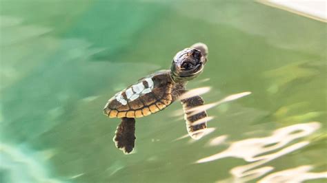 Cute Baby Sea Turtles In The Water