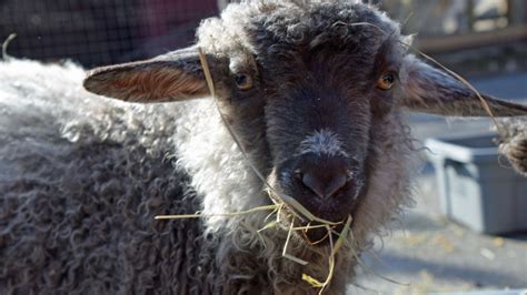 Pygora Goat | Elmwood Park Zoo