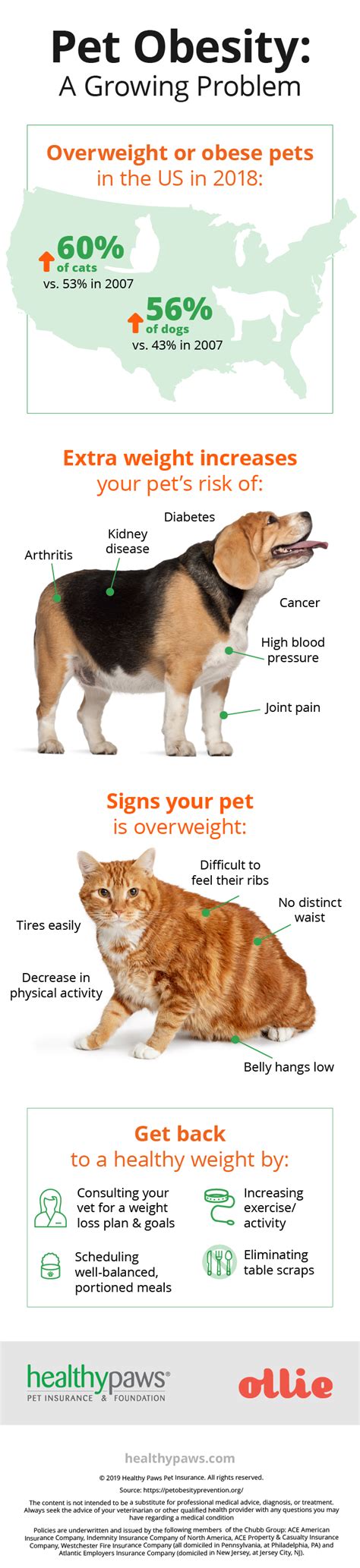 Pet Obesity: A Growing Problem | Healthy Paws Pet Insurance