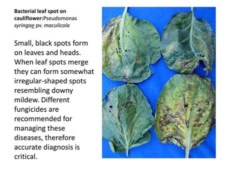 Bacterial diseases of plants | PPT