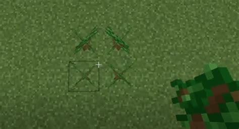 Why Is Dark Oak Sapling Not Growing In Minecraft? - West Games