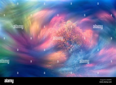 Terebinth tree hi-res stock photography and images - Alamy