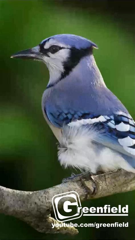 Blue Jay Sounds Call And Song | Blue Jay Bird Sound, Bird Song, Bird ...