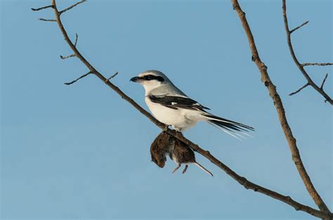 Northern Shrike | Audubon Field Guide