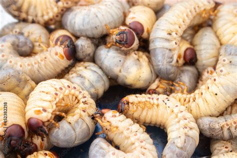 Stockfoto Bamboo worms close up. Living edible worms. Fat white ...