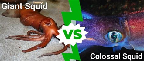 10 Incredible Colossal Squid Facts - A-Z Animals