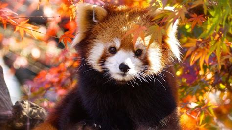 Cute Red Panda Wallpapers - Wallpaper Cave