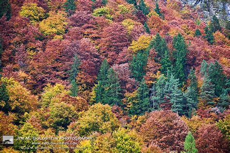 Fall Color in Switzerland | Fall color in the forest covered… | Flickr