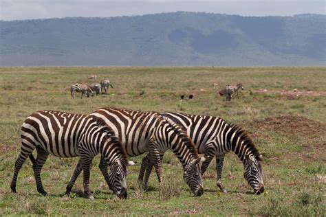 Where Do Zebra Live : Zebra Habitat About Zebras Online Biology ...