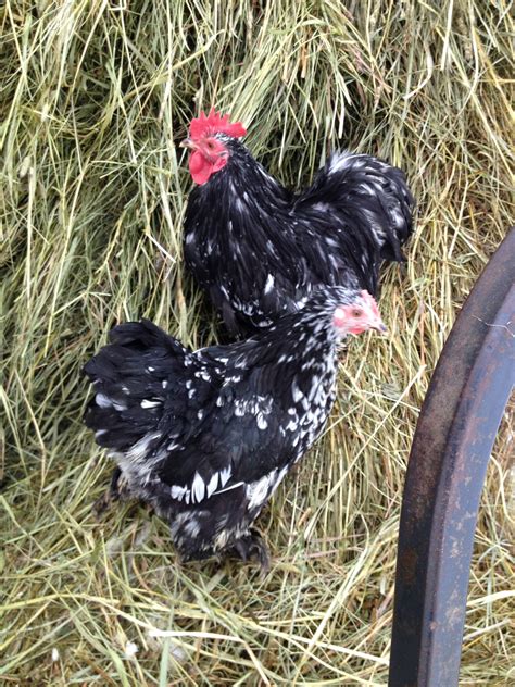 Mottled Cochins (bantam) Phoenix Farms Heritage Chickens