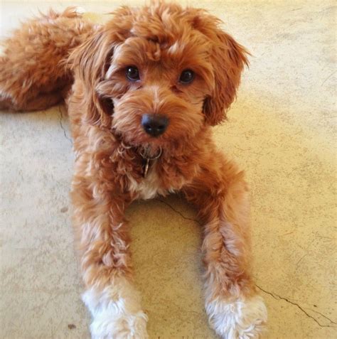 Cavoodle, Cavapoo, Poodle Hybrid, Poodle Mix, Oodle ... Puppies And ...