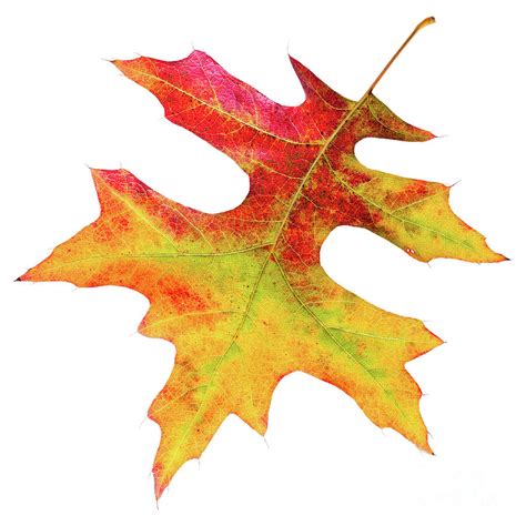 Leaf of a Pin Oak in full Fall colour isolated on white Photograph by ...