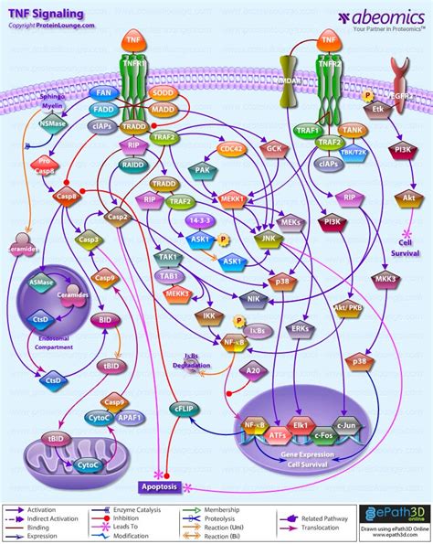 Tnf Alpha Signaling Pathway