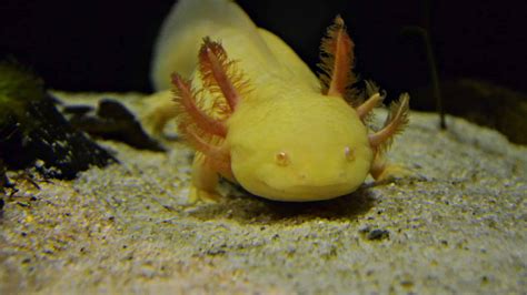 Rare Axolotl Colours