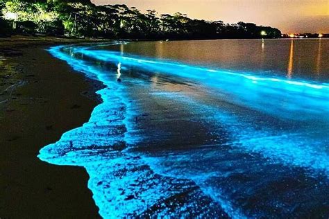 2023 Florida Bioluminescence Clear Kayak Tour | Cocoa Beach (Kiwanis ...