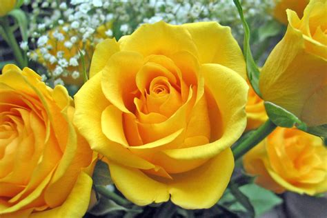 Yellow Roses - Roses Photo (9842259) - Fanpop