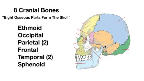 Cranial Bones Unlabeled