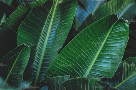 Large Green Tropical Leaves | High-Quality Nature Stock Photos ...