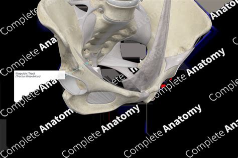 Iliopubic Tract | Complete Anatomy