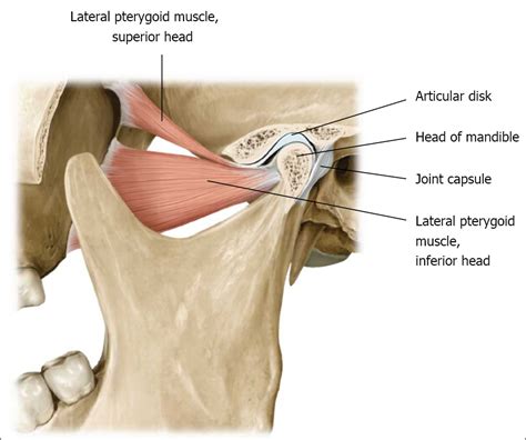 TMJ Dysfunction: TMJ Dysfunction -TMD and Temporomandibular Joint Anatomy