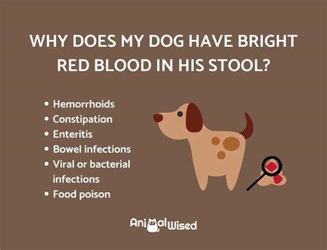 Why Would A Dog Poop Bright Red Blood