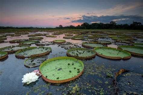 Brazil's Pantanal - the world's biggest wetland: in pictures | Pantanal ...