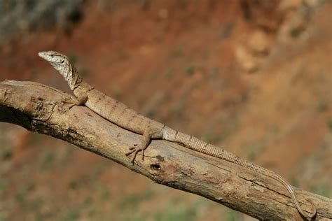 Jenis - jenis atau Macam - macam Varanidae / Varanus / Varanatic ...