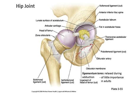 Hip Dislocations: Anatomy - Godoy Medical Forensics