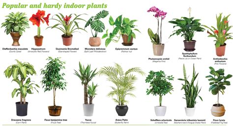 Which Indoor Plants Produces Most Oxygen? - Find Health Tips