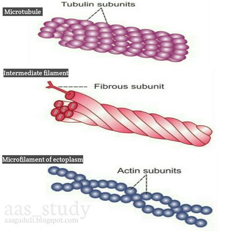 Physiology, microfilament, microtubule, intermediate filament | Biology ...