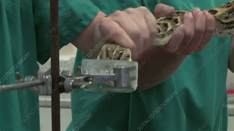 Snake venom extraction - Stock Video Clip - K009/1543 - Science Photo ...