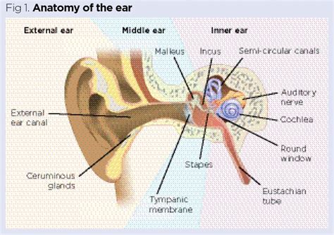 Parts Of The Ear And Their Functions