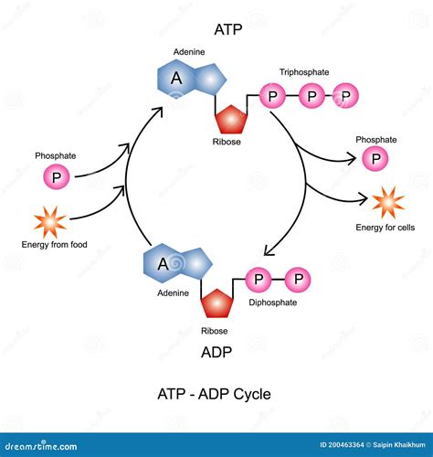 ATP ADP Cycle. Vector Illustration | CartoonDealer.com #200463364