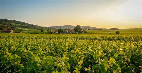 Guided tour of Côte de Beaune vineyards