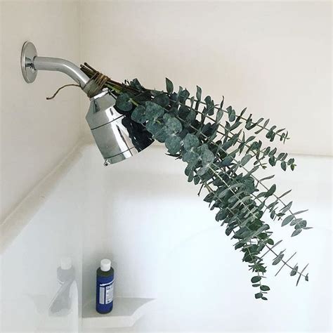 What is Eucalyptus Shower & Why is it a Popular Instagram Trend ...