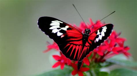 Butterfly 4K Wallpapers - Wallpaper Cave