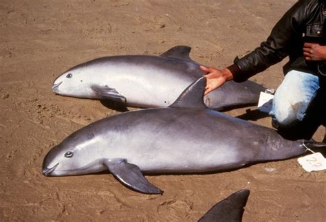 Vaquita – Facts, Size, Habitat, Population and Pictures