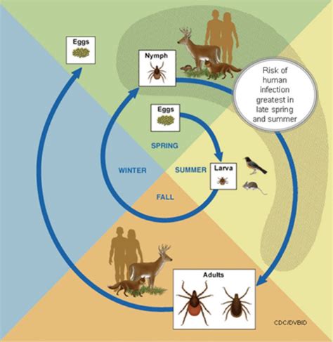 Common Ticks of Oklahoma and Tick-Borne Diseases | Oklahoma State ...