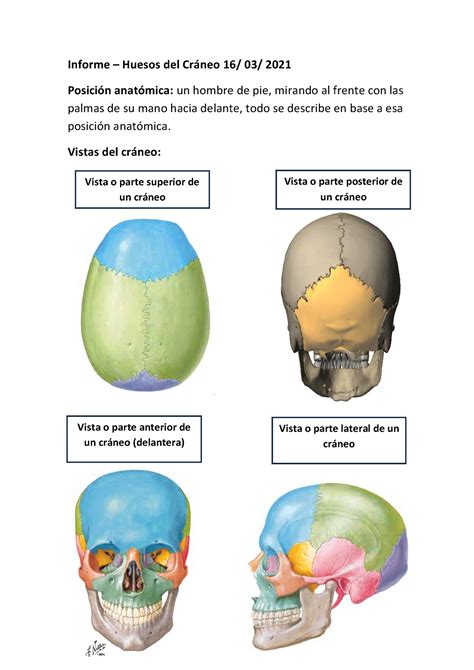 Informe ( Corregido) - Huesos del craneo - Informe – Huesos del Cr·neo ...