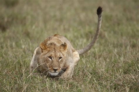 Female Lion Hunting Stock Photo By ©STYLEPICS 9710334, 50% OFF