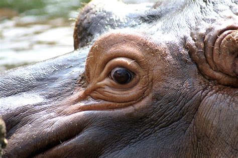 Hippo Eyes Stock Photos, Pictures & Royalty-Free Images - iStock