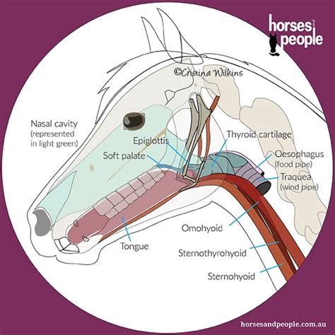 The Hype About The Hyoid Apparatus - Horses and People