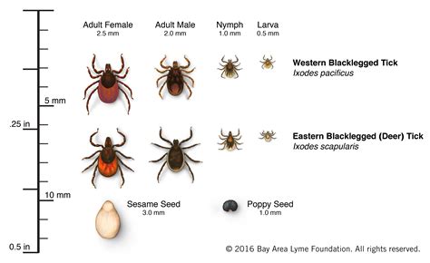 Blacklegged Tick | Bay Area Lyme Foundation