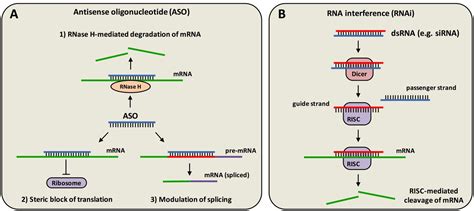 Antisense oligonucleotides and other genetic therapies made simple ...