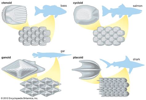 Integument | Definition, Function, Types, Examples, & Facts | Britannica