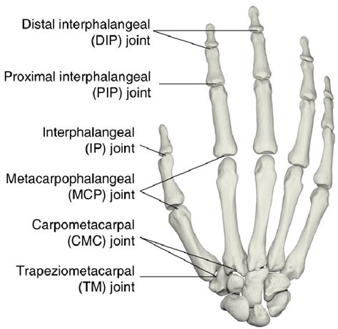 Carpometacarpal Joint Anatomy