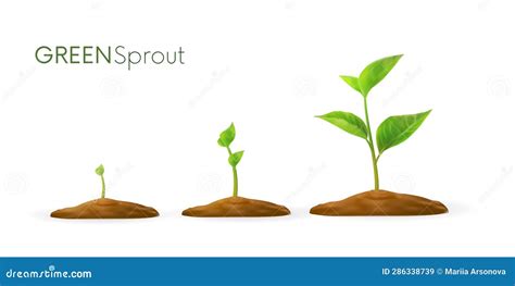 Realistic Sprouts 3D.Phases Plant Growing.Evolution Concept. Seeds ...