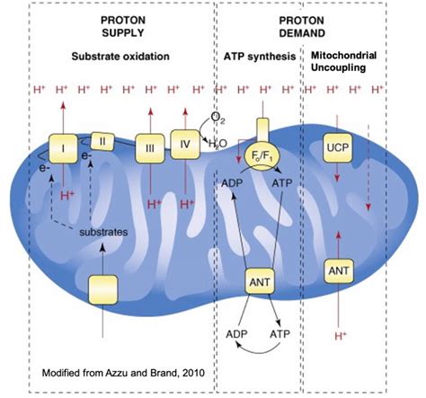 Sperm mitochondrial uncoupling - Lishko Lab at Washington University in ...