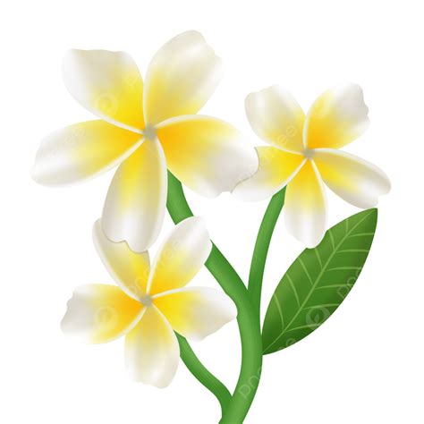 Plumeria Hd Transparent, White Plumeria Bloom Fresh, Plumeria, White ...