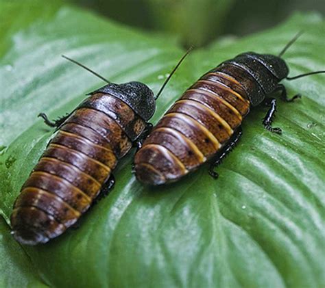 Madagascar hissing cockroach - Malta National Aquarium